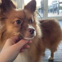 Süßer, kleiner Wuschel, Hund zur Adoption