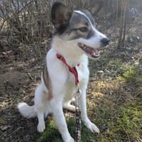 🌺Skarlet blüht auf🌺, Hündin zur Adoption