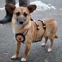 Kim - aussergewöhnliche Hundedame, Hündin zur Adoption