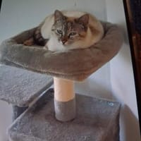 Siam-Mix Katze Maya  verschmust & sozia, Katze zur Adoption