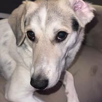 Nya 💜💜💜 wünscht sich ruhiges Zuhause, Hündin zur Adoption