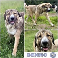 BENNO -aufgeschlossener Alabai Rüde, Hund zur Adoption