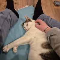 Püppi sucht Zuhause als Wohnungskatze, Katze zur Adoption