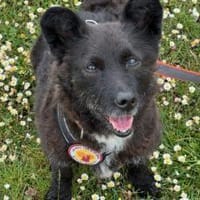 Mit Lady Liberty auf Entdeckungstour, Hündin zur Adoption