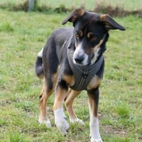 Cookie eine wundervolle junge Familienhü, Hündin zur Adoption