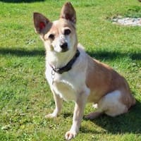 Piccolina, kleine Persönlichkeit sucht, Hündin zur Adoption