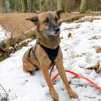 NISHA sucht ihre eigene aktive Familie, Hündin zur Adoption