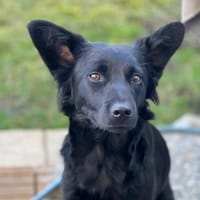 Hope sucht ihr Zuhause 🍀❤, Hündin zur Adoption