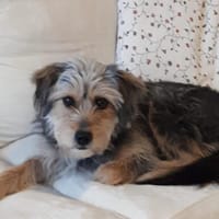 LiLLi😍 sucht 1 neues Zuhause🙏 NOTFALL, Hündin zur Adoption