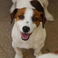 Giorgia, Pflegestelle in Hessen, Hündin zur Adoption