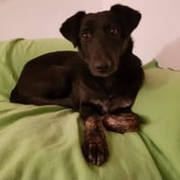 Luana sucht ihre Menschen, Hündin zur Adoption