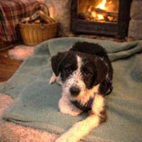 Hetti unser Herzchen, Hündin zur Adoption