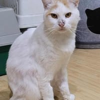Großer Bär Guliver - sehr dringend!, Kater zur Adoption