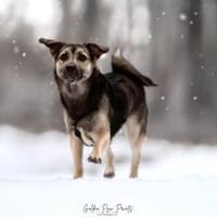 San - Die Feinfühlige, Hündin zur Adoption