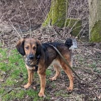 Roma 🧡 auf Pflegestelle in Deutschland, Hündin zur Adoption