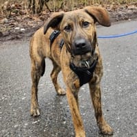 Woody wartet im Tierheim Sulzbach, Hund zur Adoption