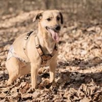 Sonnenschein Tapi mit Handicap, Hündin zur Adoption