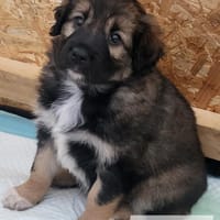 Die süße Hazel sucht Traumzuhause, Hündin zur Adoption