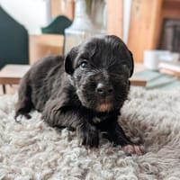 Regenbogenwelpen suchen ihr Zuhause, Hund zur Adoption