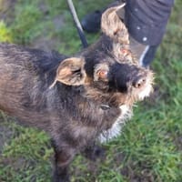 Tindra, Hündin zur Adoption