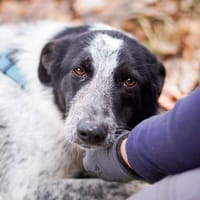 Alva braucht ganz viel Liebe 🍀, Hündin zur Adoption