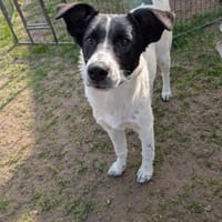 Ela sucht liebevolles Zuhause, Hündin zur Adoption