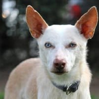 Dylan - 10 Jahre übersehen, Hund zur Adoption