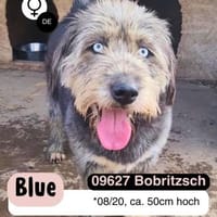 BLUE - Ozeanblaue Augen suchen DICH, Hündin zur Adoption