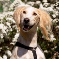 Aktiver Richard sucht seine Familie, Hund zur Adoption