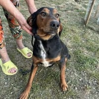 Soziale Soraya 5.23 auf der suche, Hündin zur Adoption