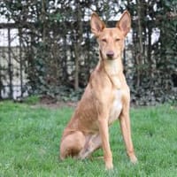 Baco - der badische Don Juan, Hund zur Adoption