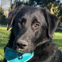 Cosmo - Schäfi-Mix in 55116 Mainz, Hund zur Adoption