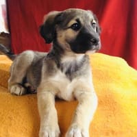 Heidi sucht ein Zuhause, Hündin zur Adoption