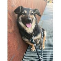 Papaya - wartet in 29303 Bergen, Hündin zur Adoption