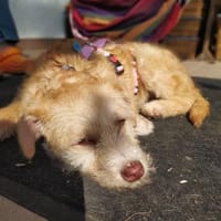 Amelie die süße Zuckerschnute, Hündin zur Adoption