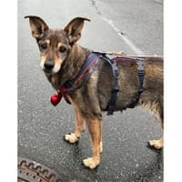 Trudi  wartet in 91320 Ebermannstadt, Hündin zur Adoption