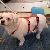 Susy kleine Mixhündin 4-6 Jahre 97318, Hündin zur Adoption