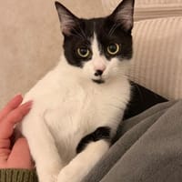 Chupa  aufgeweckte junge Entdeckerin, Katze zur Adoption