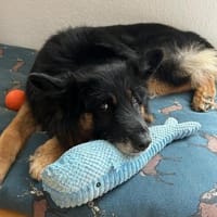 Senior Bruno sucht sein Zuhause, Hund zur Adoption