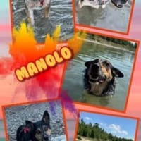 Manolo wartet in München!, Hund zur Adoption