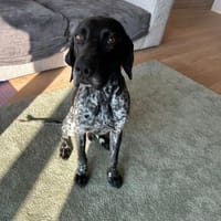 Bobby 😍 Pointer-Mix auf Pflegest. in D, Hund zur Adoption