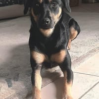 Ortensia 💛💛💛 sonniges Hundemädchen, Hündin zur Adoption