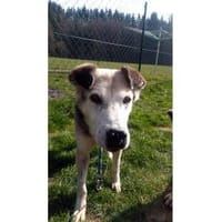 Opi - wartet in 74417 GschwendHundsberg, Hund zur Adoption