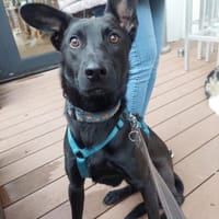 Schüchterner Samu, Hund zur Adoption