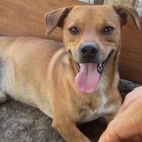 BALU jetzt auf PS in 45529 Hattingen, Hund zur Adoption