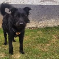 Salome: Energie trifft Schmusebacke, Hündin zur Adoption