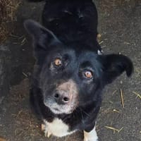 BATTY - jetzt auf PS in 50170 Kerpen, Hündin zur Adoption