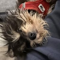 Gomez  in 77776 Bad Rippoldsau, Hund zur Adoption