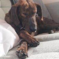 Dino - zauberhafter Schatz auf PS in D, Hund zur Adoption