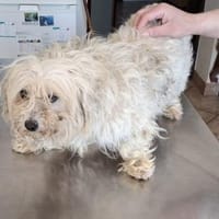 Peaches, Hündin zur Adoption